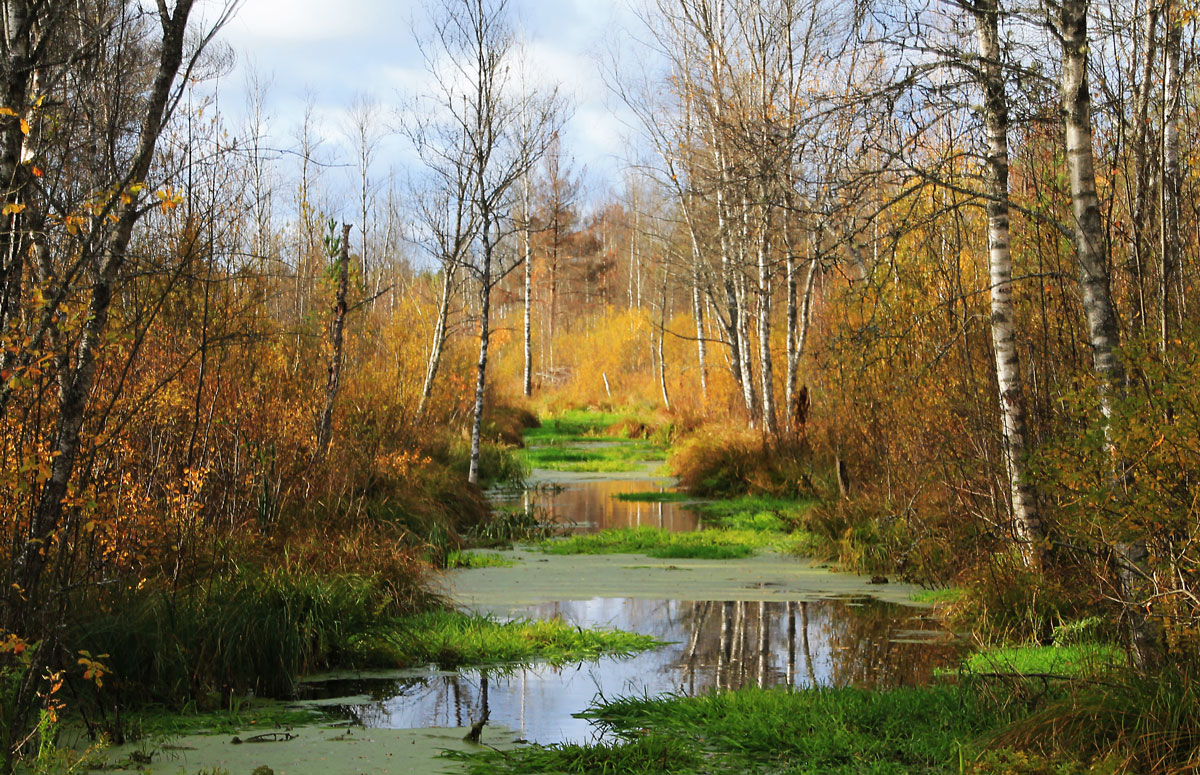 болото пяэскюла осенью