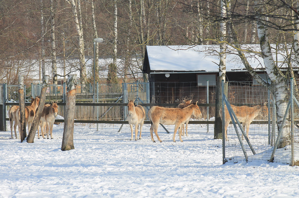 tallinna loomaaias talvel