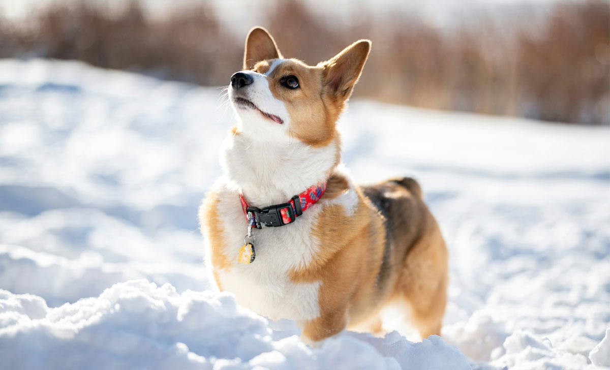 фестиваль корги