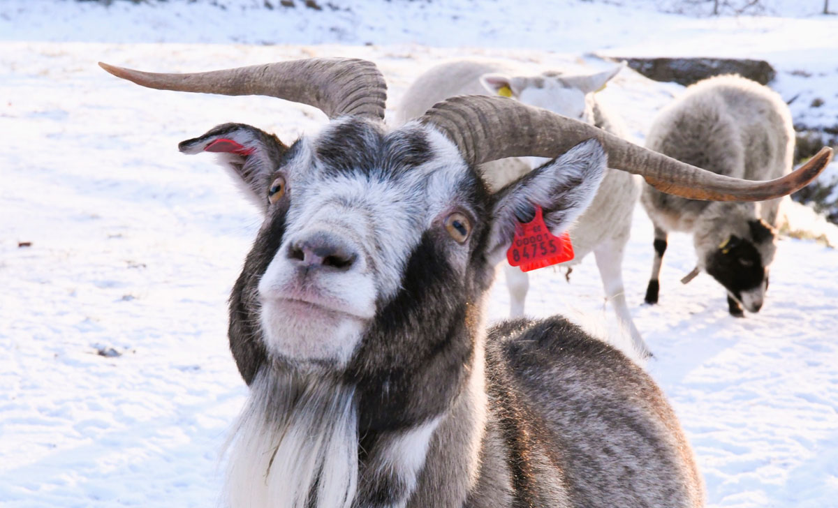 рождетвенская гулянка в музее сельского хозяйства