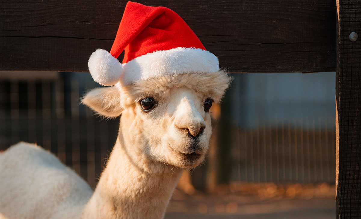 рождество на ферме альпак