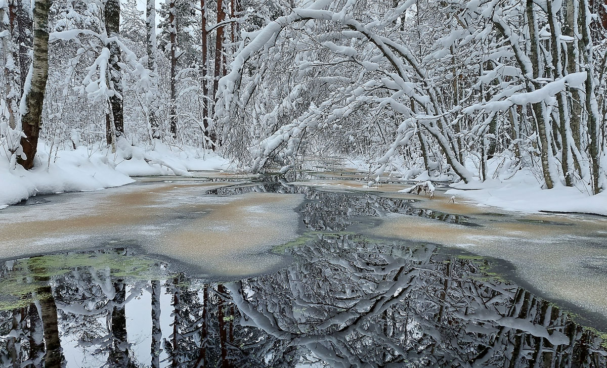 talv Pääsküla rabas