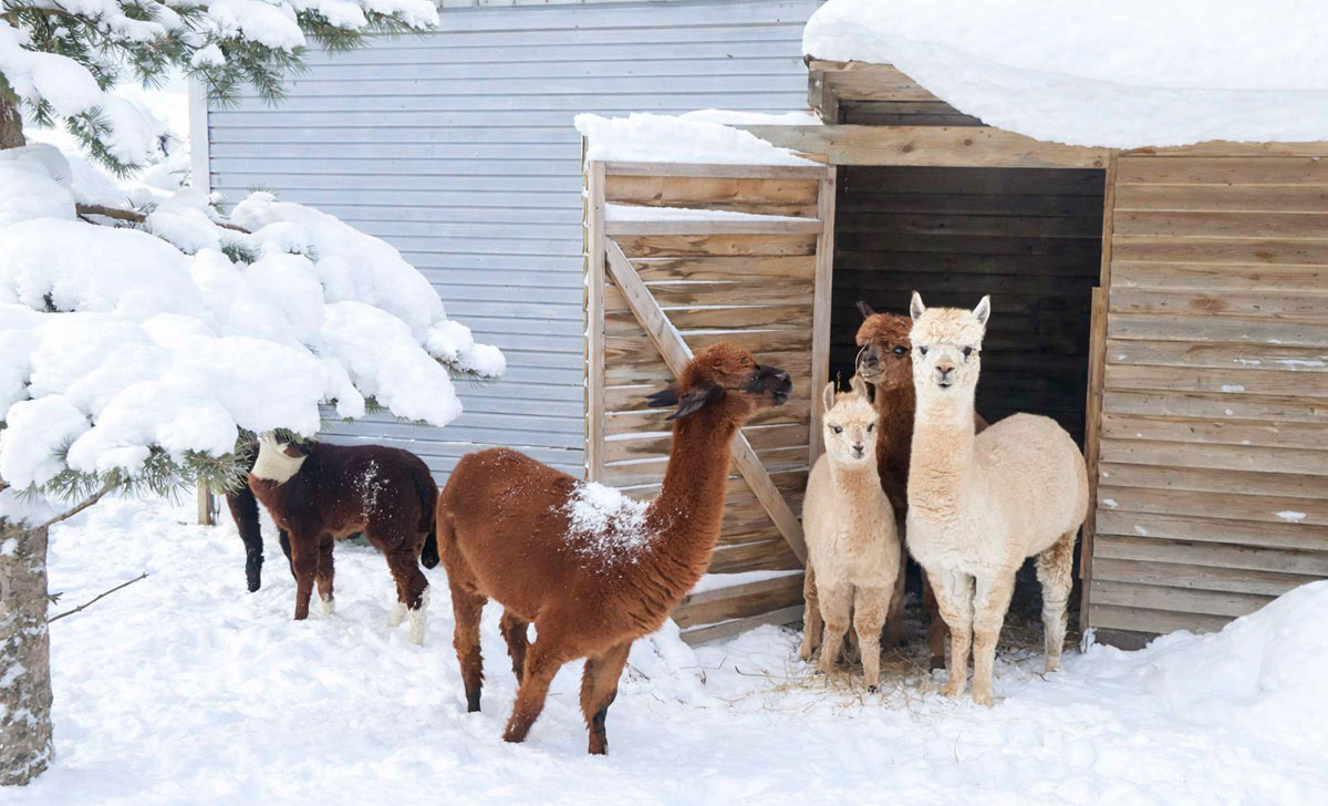 rehe talu зимнее веселье