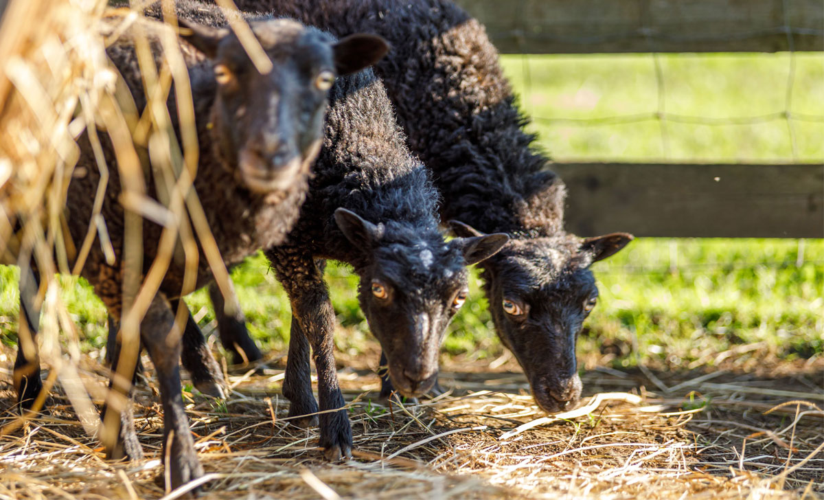 хутор rootsikalmu