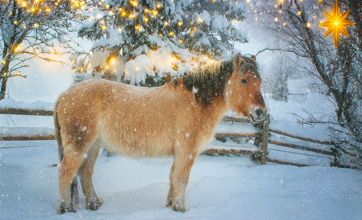 рождество на хуторе сиймумяэ