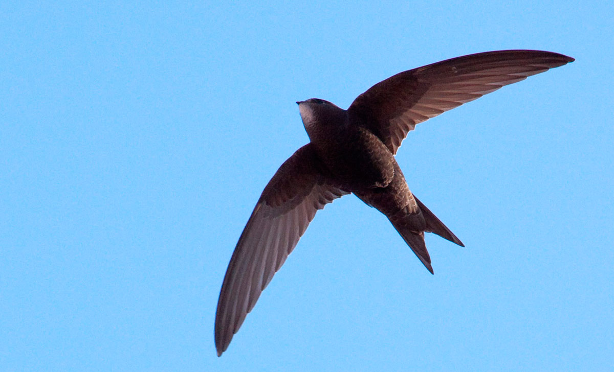 стриж птица 2026 года в эстонии