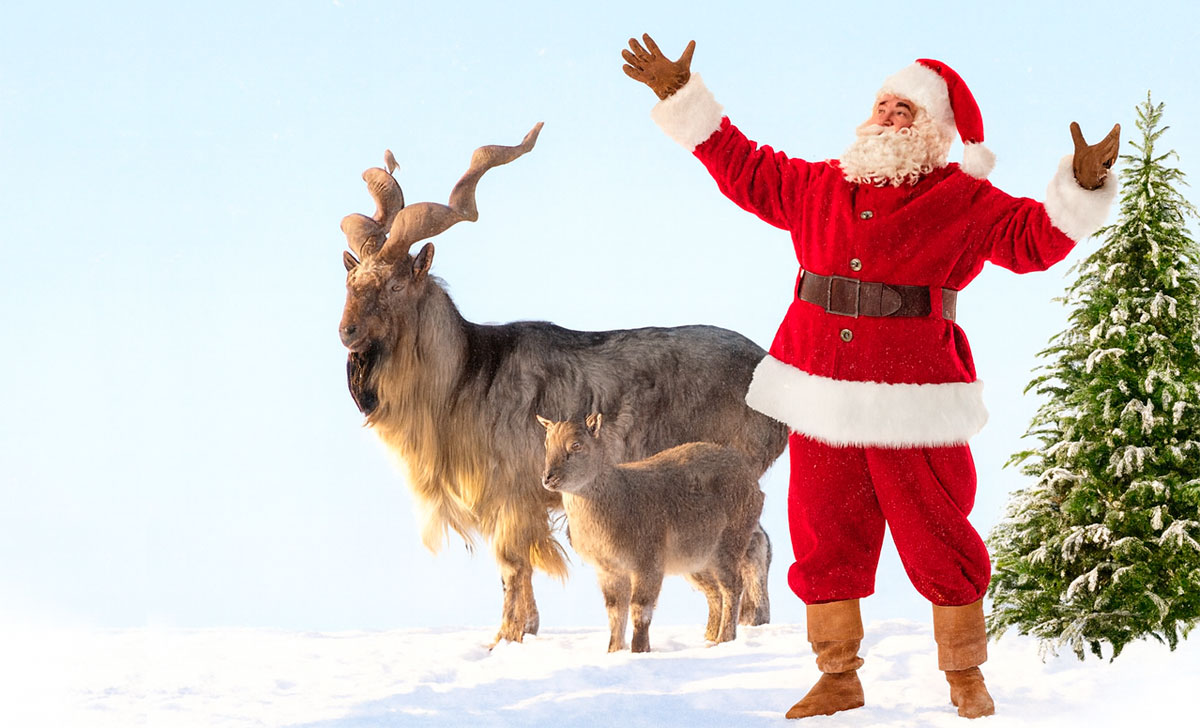 дед морозы в зоопарке